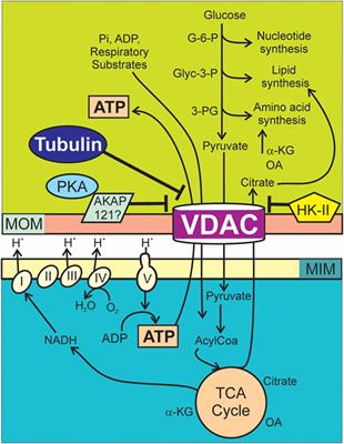 VDAC–Tubulin, an Anti-Warburg Pro-Oxidant Switch